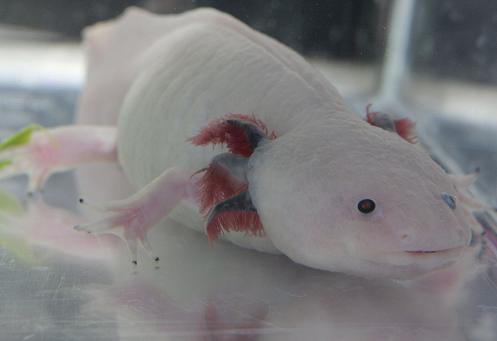 axolotli mexika